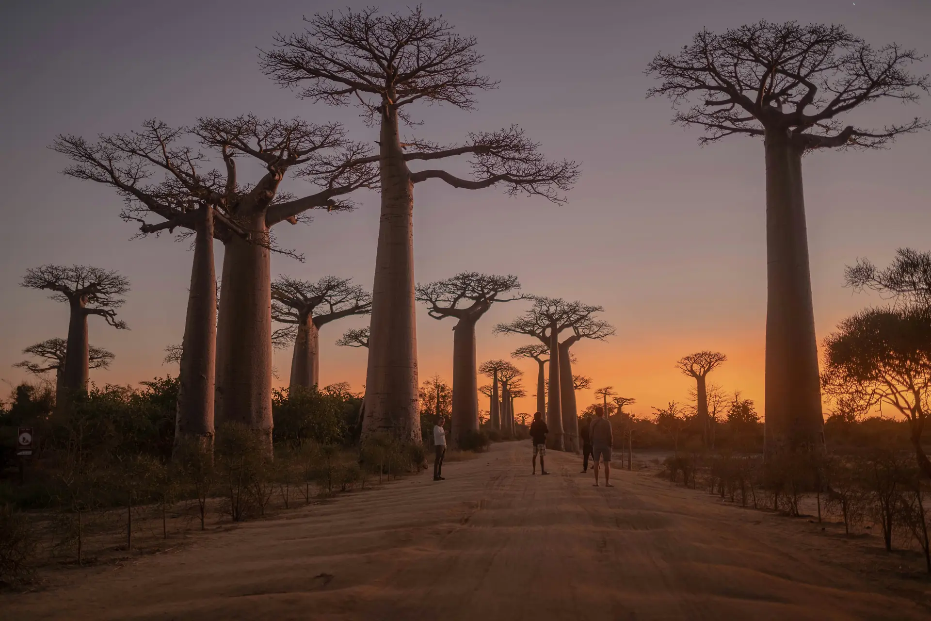 L'allée des baobabs à Madagascar au coucher du soleil