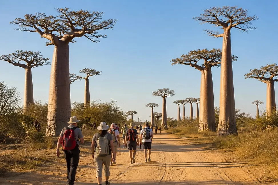 Randonneurs sur la piste de l’allée des baobabs à Madagascar